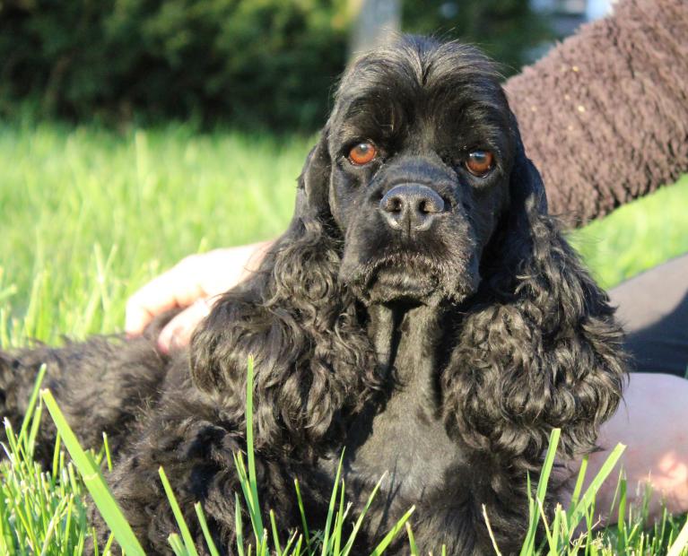 Elevage des Cocker Americain les femelles Elevage des Cocker Americain les femelles