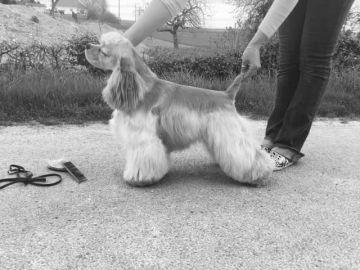 jch.dream of best in show milkshake "maverick" jch.dream of best in show milkshake "maverick"