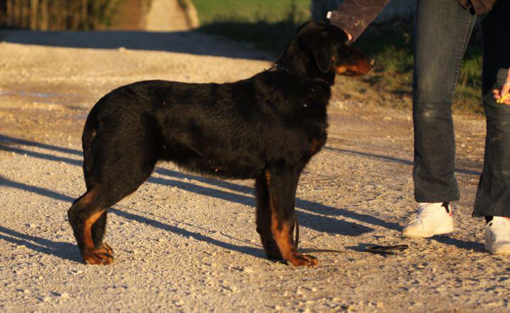 Mouton-Cadet des vaux rouges