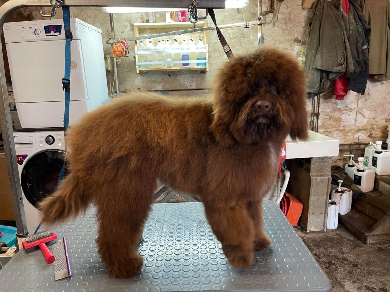 Lagotto avant toilletage